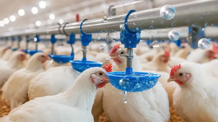 Poultry drinking water line